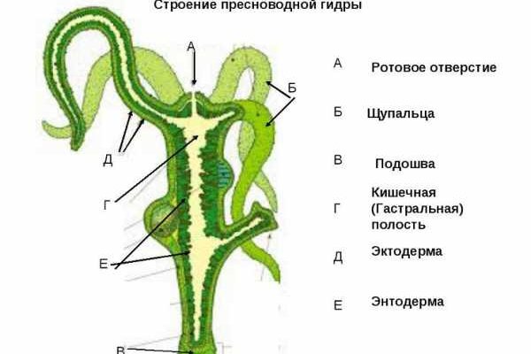 Kraken ссылка kraken torion