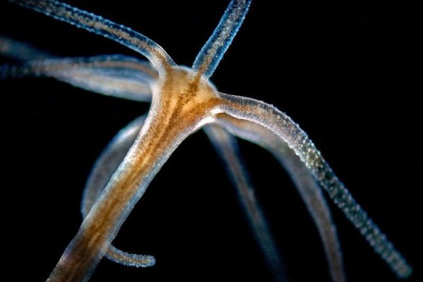 Kraken 23at