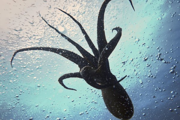 Kraken оригинальная ссылка