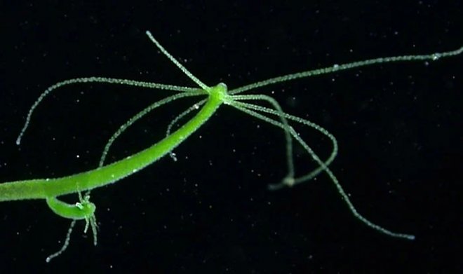Kraken домен