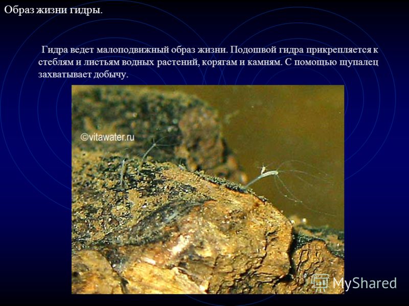 Kra33at
